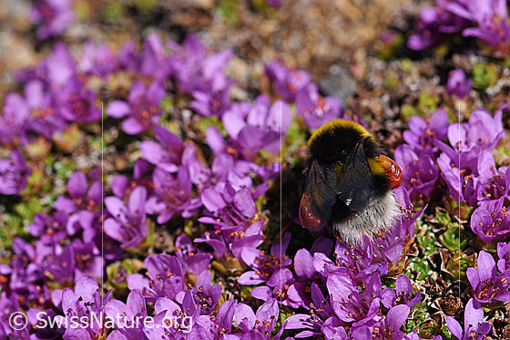 Foto: Wahrscheinlich Heide-Erdhummel (Bombus cryptarum) an Gegenblättrigem Steinbrech (Saxifraga oppositifolia). Ansicht von hinten.
