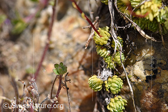 Photo: Saxifraga bryoides. Leaf rosettes.