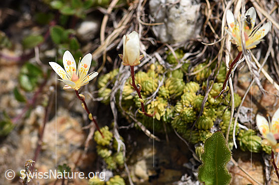 Photo: Saxifraga bryoides. Blossom and stem.