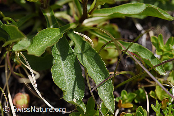 Photo: Solidago virgaurea ssp. minuta. Leaves.