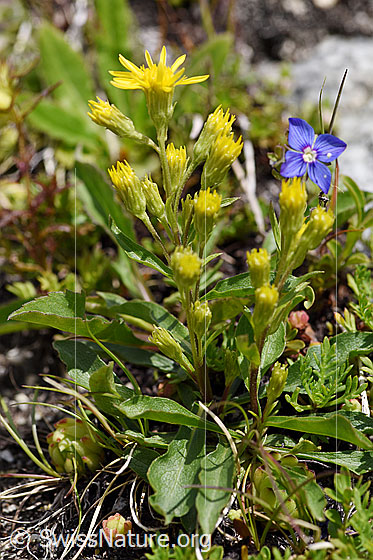 Foto: Alpen-Goldrute (Solidago virgaurea ssp. minuta).