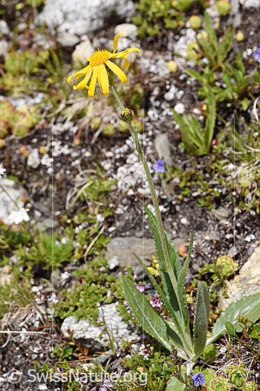 Foto: Gämswurz-Greiskraut (Senecio doronicum). Ganze Pflanze.