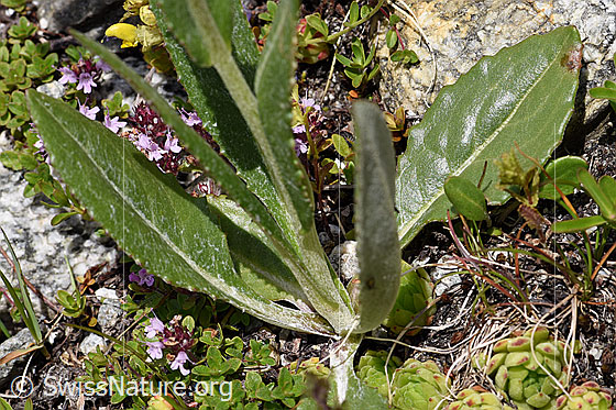 Foto: Gämswurz-Greiskraut (Senecio doronicum). Blätter und Stengel.