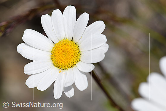 Foto: Wahrscheinlich Hügel-Margerite (Leucanthemum gaudinii). Blüte.