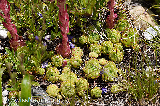 Photo: Sempervivum montanum. Leaf rosettes and stem.