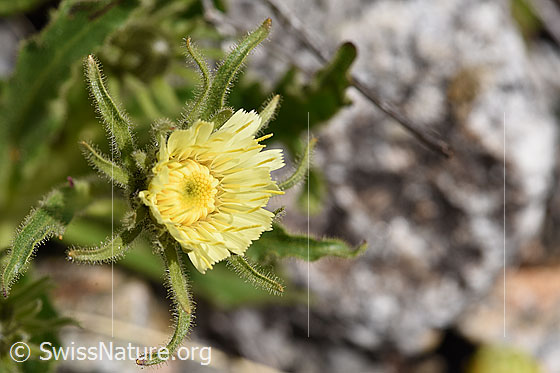Foto: Weissliches Habichtskraut (Hieracium intybaceum). Blüte, blühend.