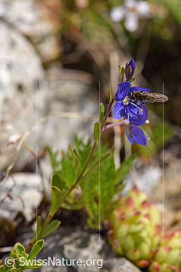 Photo: Veronica fruticans. Leaves.