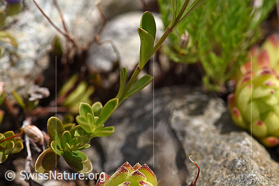 Foto: Felsen-Ehrenpreis (Veronica fruticans). Stängel und Blätter.