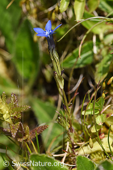 Foto: Schnee-Enzian (Gentiana nivalis). Blüte, Kelch, Stängel und Blätter.
