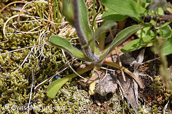Foto: Wahrscheinlich Alpen-Berufkraut (Erigeron alpinus). Grundblätter und Stängel