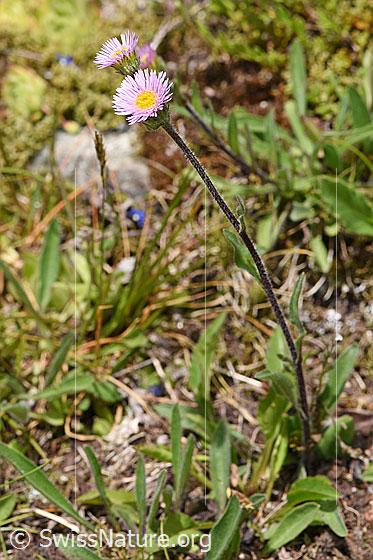 Foto: Wahrscheinlich Alpen-Berufkraut (Erigeron alpinus). Ganze Pflanze (Habitus).