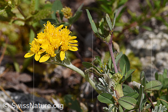Foto: Graues Greiskraut (Senecio incanus). Blüte und Stängel.