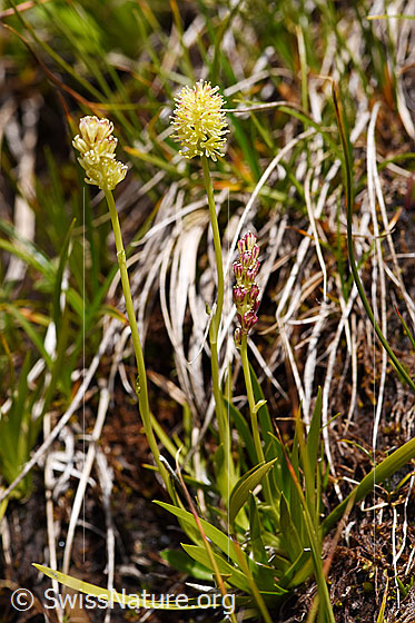 Foto: Kelch-Simsenlilie (Tofieldia calyculata). Ganze Pflanze.