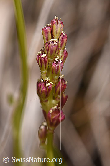 Foto: Kelch-Simsenlilie (Tofieldia calyculata). Früchte.