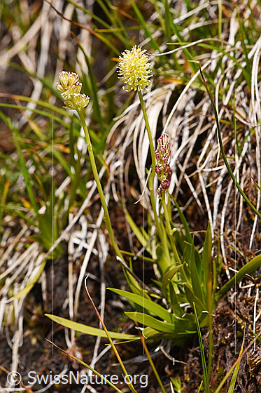 Foto: Kelch-Simsenlilie (Tofieldia calyculata). Ganze Pflanze.