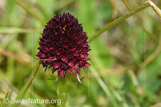 Foto: Schwarzes Männertreu (Nigritella rhellicani). Blüte. Wird auch Schwarzes Kohlröschen genannt.