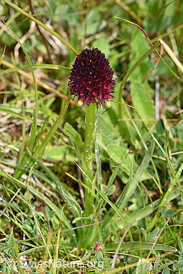 Photo: Nigritella rhellicani. Whole plant.