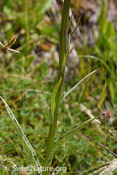 Photo: Dactylorhiza fuchsii. Stem and stem leaves.