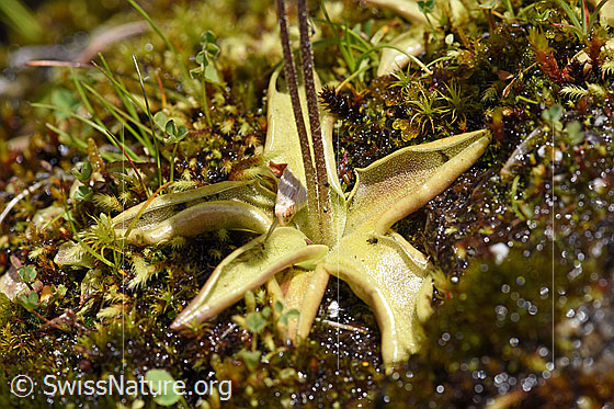 Foto: Dünnsporniges Fettblatt (Pinguicula leptoceras). Blätter und Stängel.