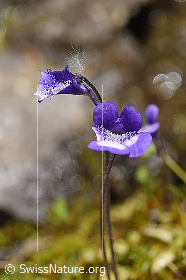 Foto: Dünnsporniges Fettblatt (Pinguicula leptoceras). Blüten. Die linke Unterlippe der rechten Blüte ist beschädigt.
