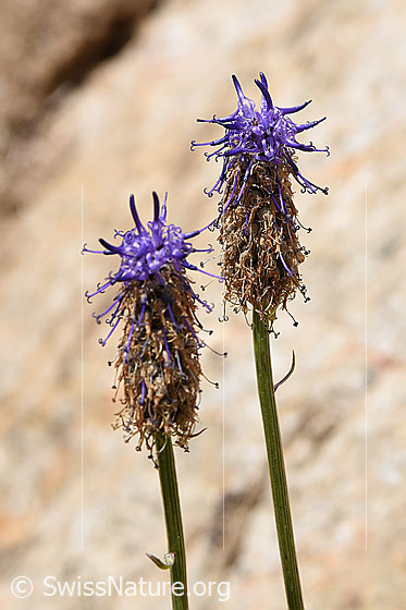Foto: Betonienblättrige Rapunzel (Phyteuma betonicifolium). Blüten und Stängel.