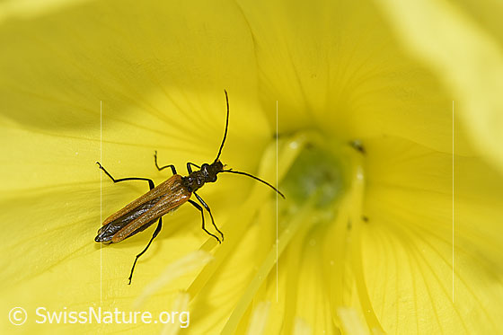 Foto: Gemeiner Scheinbockkäfer (Oedemera femorata) iin Blüte der Zweijährigen Nachtkerze (Oenothera biennis). Länge 8-10mm. Weibchen.