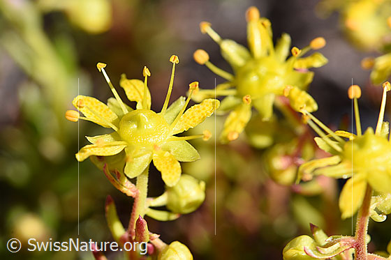 Foto: Bewimperter Steinbrech (Saxifraga aizoides). Blüten.