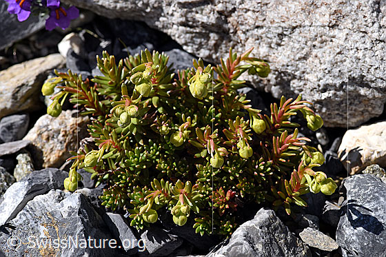 Photo: Saxifraga aizoides. Whole plant with buds.