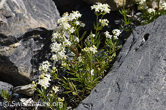 Photo: Galium anisophyllon. Whole plant.