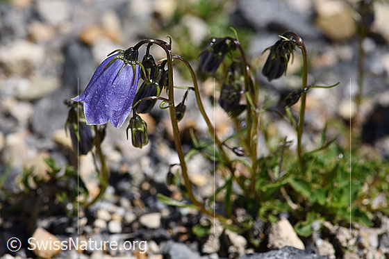 Niedliche Glockenblume (Campanula cochleariifolia)