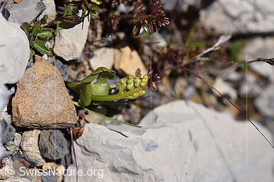 Foto: Echte Mondraute (Botrychium lunaria). Ganze Pflanze (Habitus).