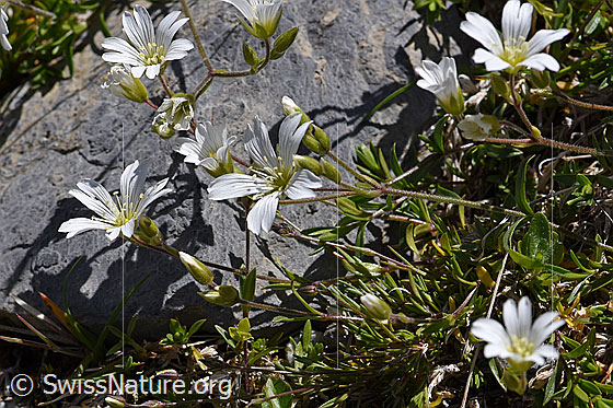 Foto: Wahrscheinlich Langstieliges Hornkraut (Cerastium pedunculatum). Ganze Pflanze.