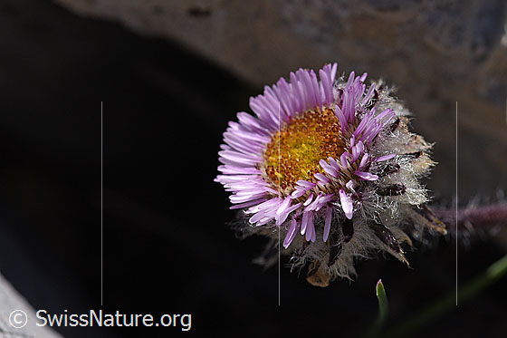 Photo: Erigeron uniflorus. Blossom and bracts. The woolly pubescence of the inflorescence is clearly visible.