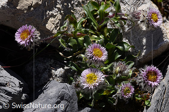 Photo: Erigeron uniflorus. Whole plant.