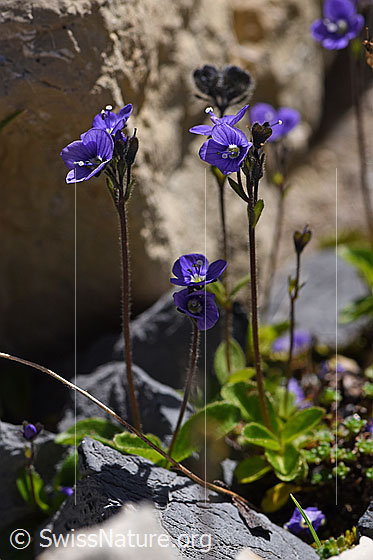 Foto: Blattloser Ehrenpreis (Veronica aphylla). Ganze Pflanze (Habitus).