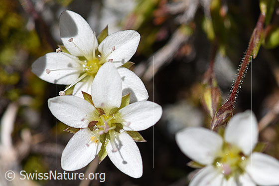 Frühlings-Miere (Minuartia verna)