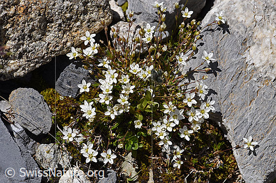 Photo: Minuartia verna. Whole plant.