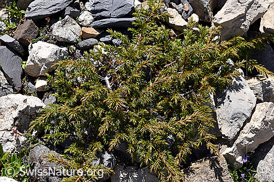 Photo: Juniperus communis var. saxatilis. Whole plant.