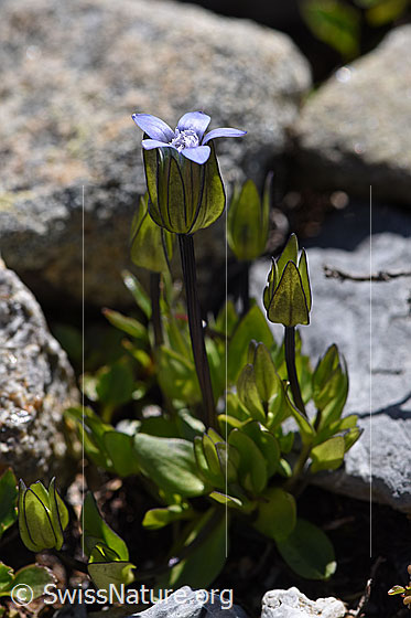 Photo: Probably Gentiana tenella. Whole plant (habiti). Here is a specimen with five petals. Normally there are only four petals.
