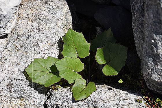 Foto: Huflattich (Tussilago farfara). Blätter.