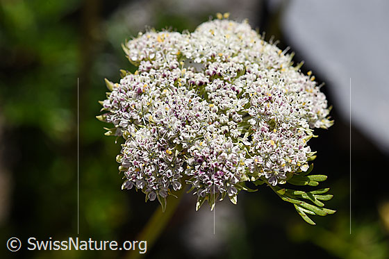 Photo: Ligusticum mutellinoides. Umbel with blossoms.