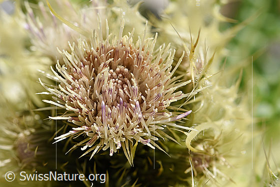 Alpen-Kratzdistel (Cirsium spinosissimum)