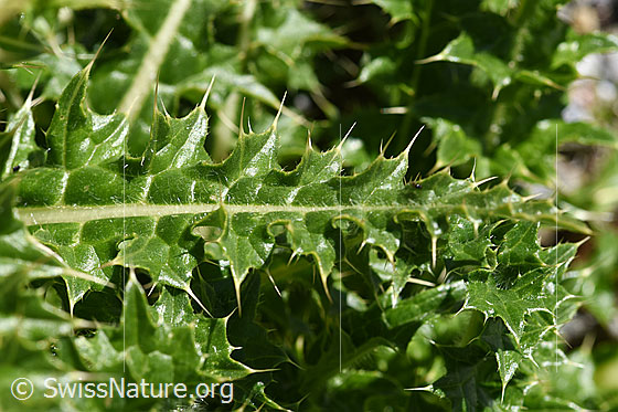 Photo: Cirsium spinosissimum. Leaves.