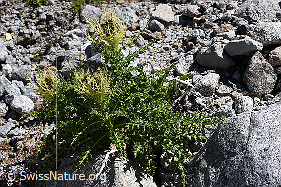 Foto: Alpen-Kratzdistel (Cirsium spinosissimum). Gesamte Pflanze (Habitus).