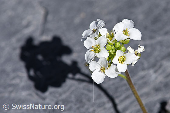 Photo: Pritzelago alpina. Blossoms.