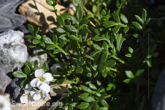 Photo: Pritzelago alpina. Leaves.