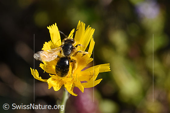 Stumpfzähnige Zottelbiene (Panurgus calcaratus)