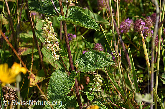 Foto: Salbeiblättriger Gamander (Teucrium scorodonia). Blätter und Stängel.