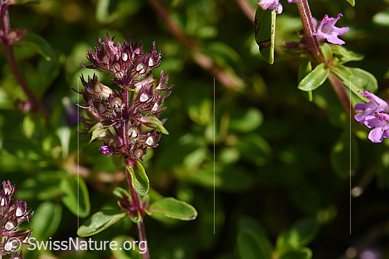 Foto: Arznei-Thymian (Thymus pulegioides). Blütenstand. Blüten fast verblüht.