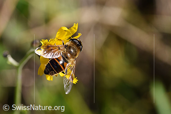 Foto: Mistbiene (Eristalis tenax). Weibchen.